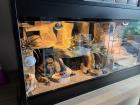 Terrarium inkl. einem Leopardgecko